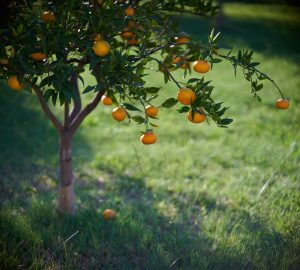 Engrais choisir pour les agrumes