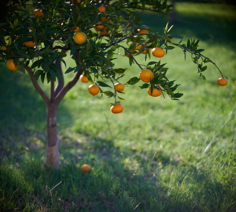 Engrais choisir pour les agrumes