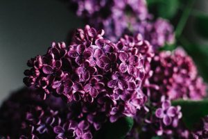 Lilas japonais