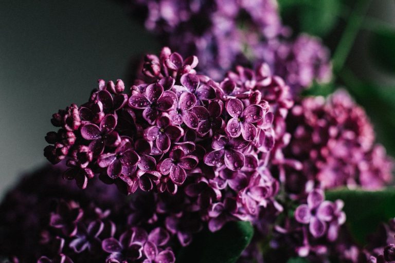 Lilas japonais