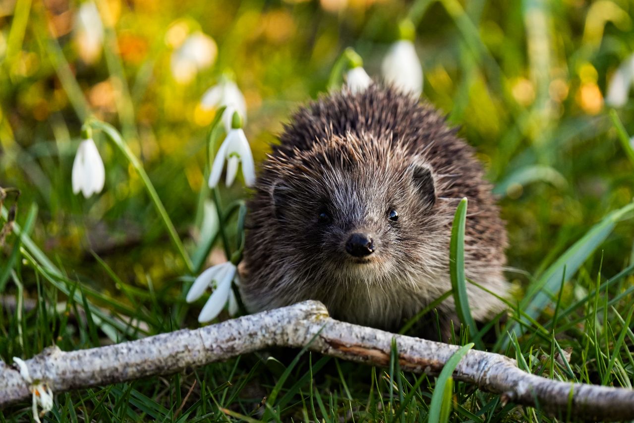 Crotte de rat ou hérisson