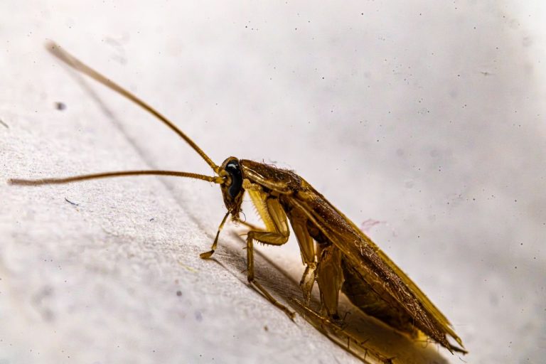 Insecte ressemble au cafard