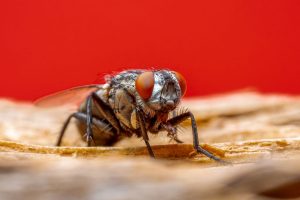 Nid de mouche