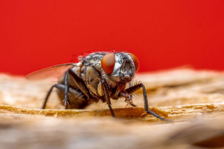 Nid de mouche