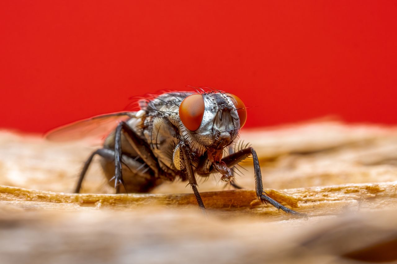 Nid de mouche