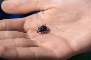 Petit insecte noir dans la maison