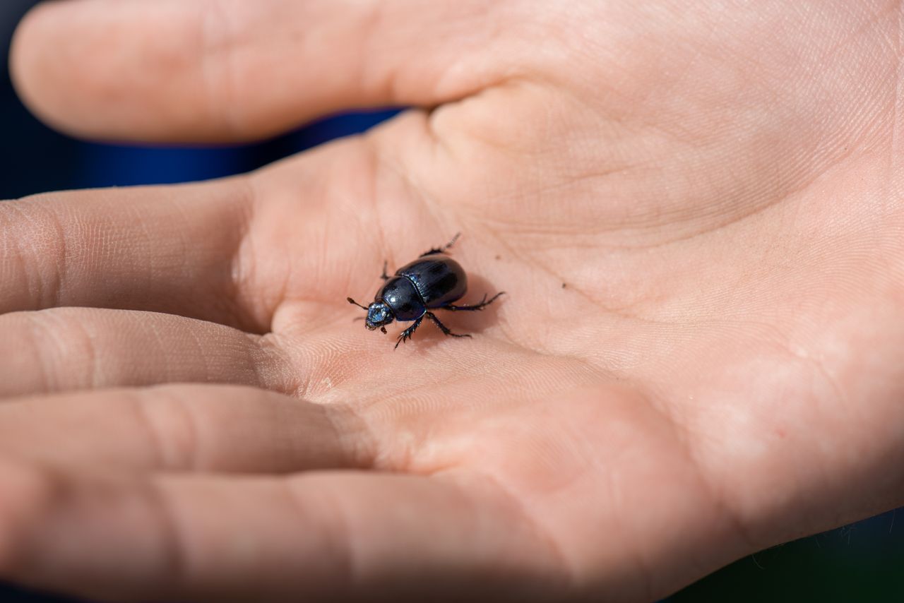 Petit insecte noir dans la maison